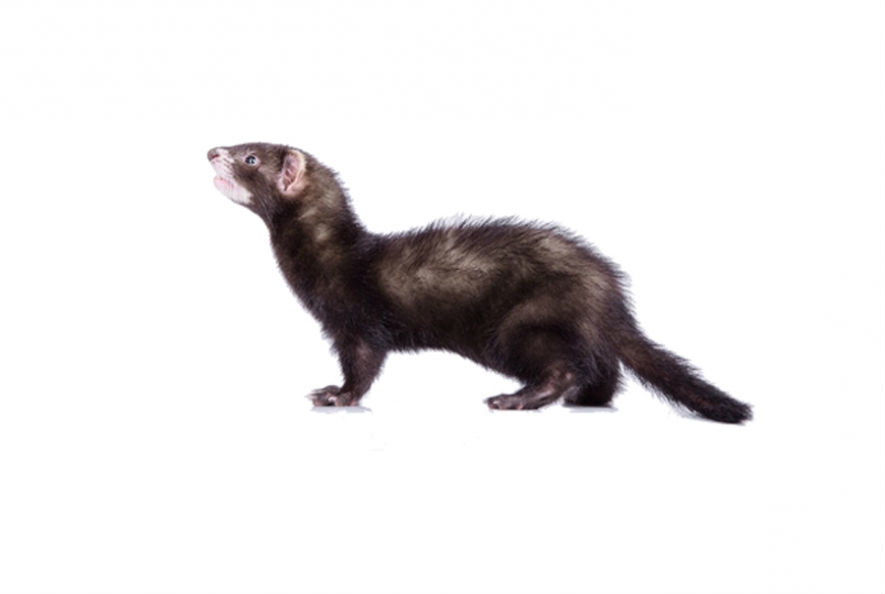 Sale of agricultural animals